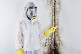 Trusted Moraga, CA Mold Removal Experts